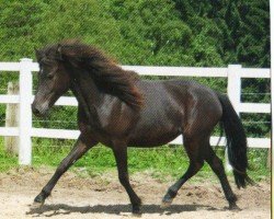 horse Ella (Iceland Horse, 2011, from Greifi von der Fuchsfarm)