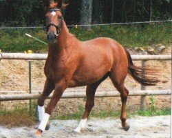 dressage horse Redonna (Oldenburg, 2008, from Dark Dream)