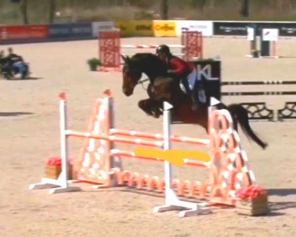 Zuchtstute Narette 3 (KWPN (Niederländisches Warmblut), 2018, von Chacfly PS)