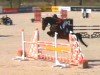 broodmare Narette 3 (KWPN (Royal Dutch Sporthorse), 2018, from Chacfly PS)
