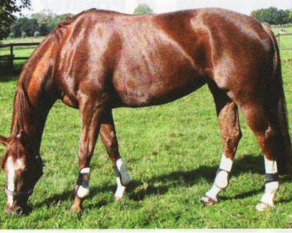 horse Vivante (KWPN (Royal Dutch Sporthorse), 2002, from Galileo Galilei AA)