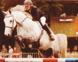 Pferd Pizarro 19 (Hannoveraner, 1999, von Peridot)