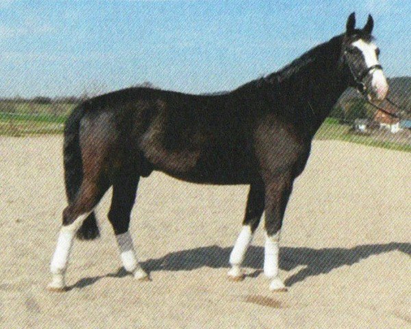 horse Phantom (Westphalian, 2003, from Potential)
