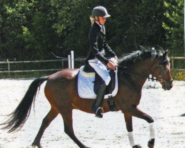 dressage horse Lorenzo Danzatore (German Riding Pony, 2003, from Loriot)