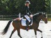 Dressurpferd Lorenzo Danzatore (Deutsches Reitpony, 2003, von Loriot)