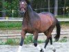 Springpferd Gerla (Tschechisches Warmblut, 2007, von Lombard-1)