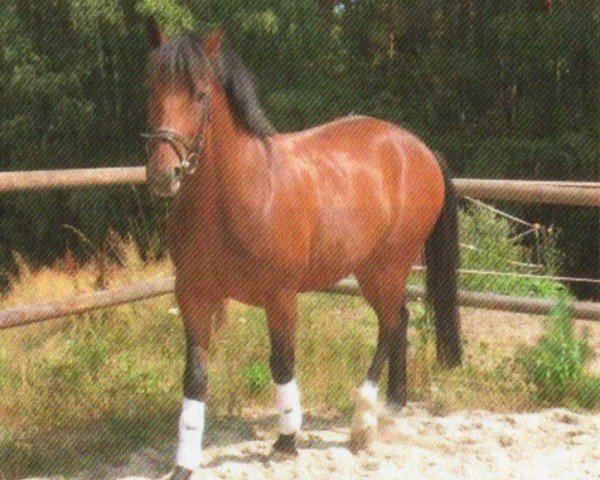 dressage horse Edgar 46 (Schlesier, 2007, from Dastin xx)