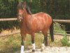 dressage horse Edgar 46 (Schlesier, 2007, from Dastin xx)