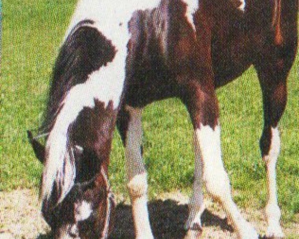 horse Sunny (Pinto with riding horses pedigree, 1998, from Diavolo)