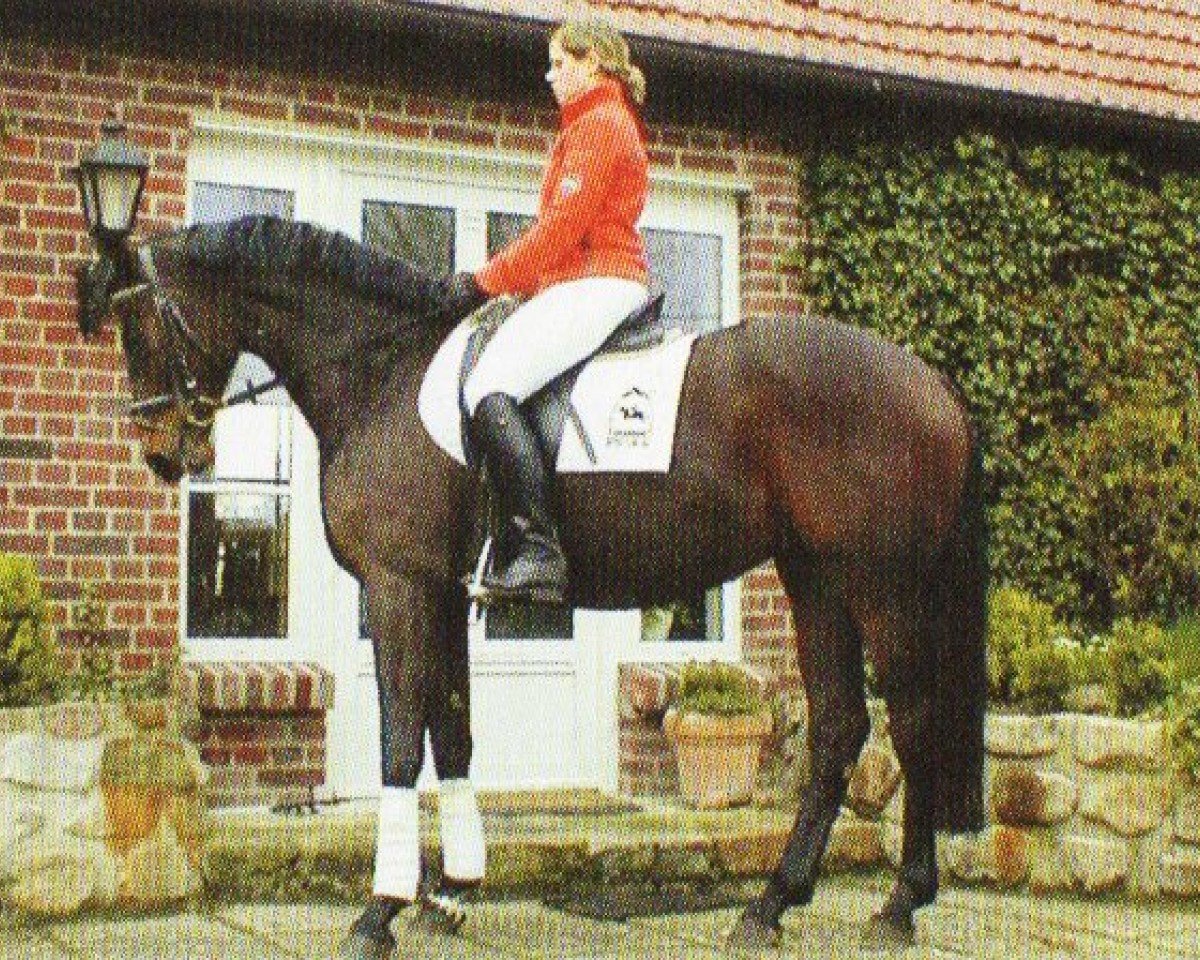 broodmare Caesaria (Oldenburg, 2002, from Caesario)