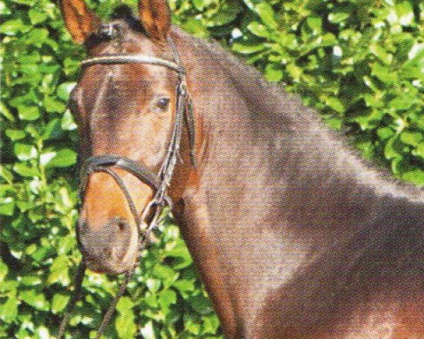 horse Fokuss 2 (Latvian Warmblood, 2004, from Fiano)