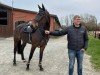 jumper Claire de Balou (Holsteiner, 2021, from Conthalou)