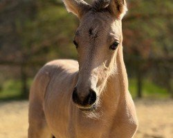 foal by Namida Namasté DG (German Riding Pony, 2025, from Assenmachers New Jersey)