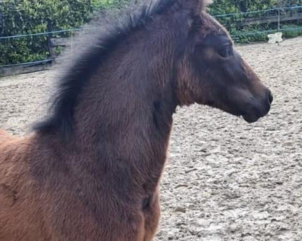 dressage horse Do it Again DG (German Riding Pony, 2024, from Damenstolz A)