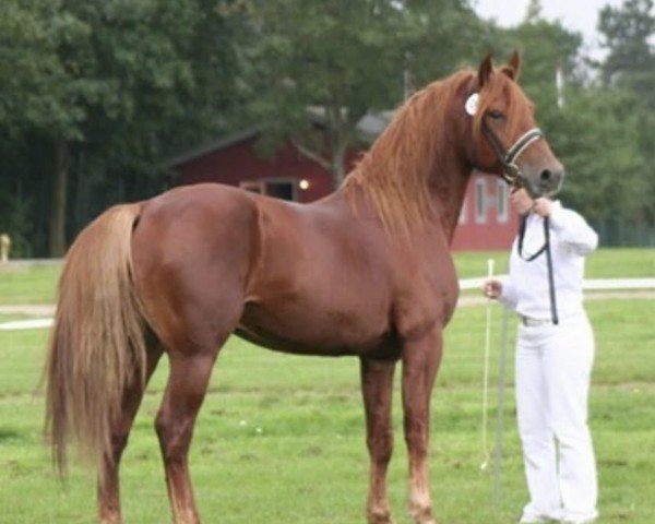 Deckhengst Baldur aus der schützenden Hand (Knabstrupper, 2001, von PrH Baron aus der schützenden Hand)