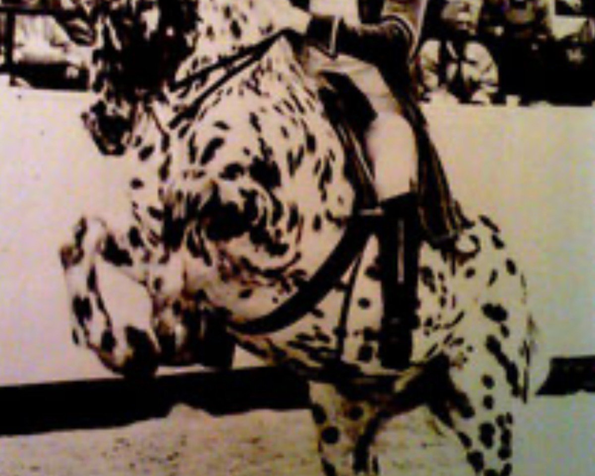 Deckhengst Deutscher Sterneprinz (Knabstrupper, 1987, von Stjerneprinsen Af Vejrup)