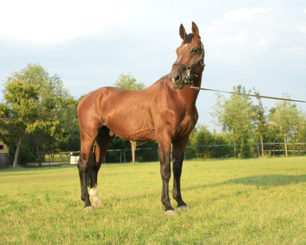 stallion Exact van den Bisschop (Belgian Warmblood, 2004, from Kashmir van't Schuttershof)