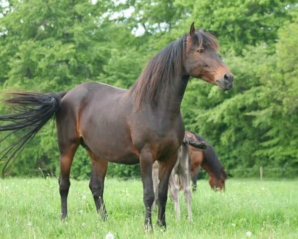 broodmare Bessie aus der schützend hand (Knabstrupper, 2000, from PrH Baron aus der schützenden Hand)