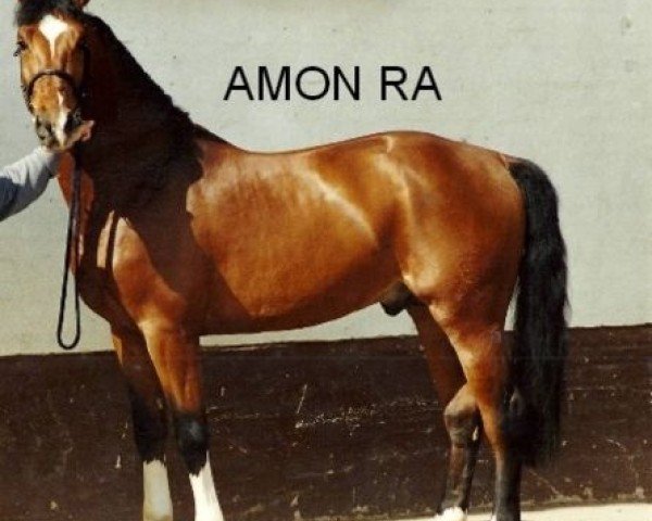 Deckhengst Amon Ra (Holsteiner, 1997, von Amadeus)
