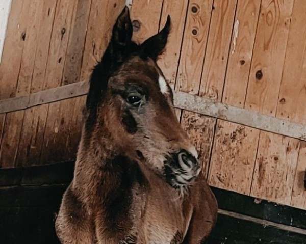 foal by Stute von Hotim (Belli) (Trakehner, 2025, from Hotim)