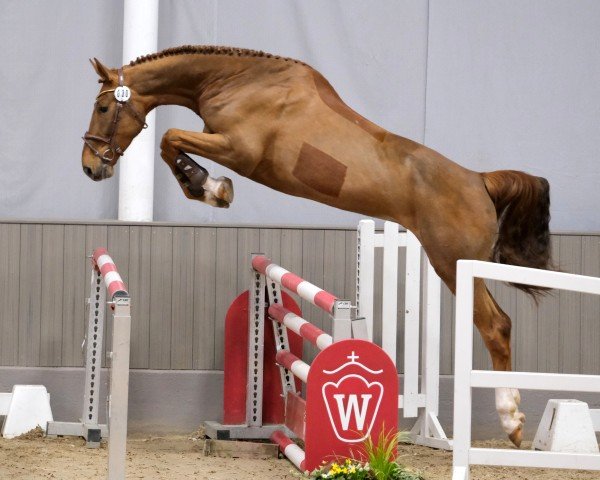 Springpferd Hashtag Blue (Westfale, 2021, von Hickstead Blue)