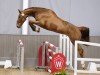 jumper Hashtag Blue (Westphalian, 2021, from Hickstead Blue)