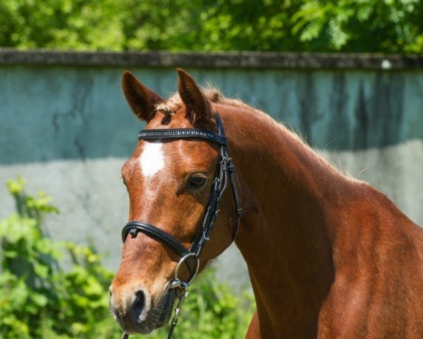 Dressurpferd Duplo S (Deutsches Reitpony, 2009, von Davenport II)