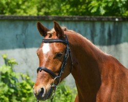 Dressurpferd Duplo S (Deutsches Reitpony, 2009, von Davenport II)