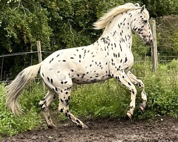 Dressurpferd Bonaire af Kronplet (Knabstrupper,  , von Baldur aus der schützenden Hand)