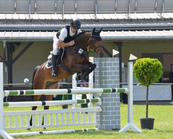 jumper Contess 62 (anglo european sporthorse, 2015, from Neos 2)