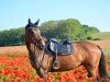 Springpferd Wednesday 39 (Holsteiner, 2010, von Quintero)