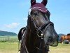 Springpferd Casino Royale 29 (Hannoveraner, 2016, von Casiro I)