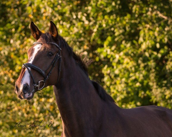Springpferd Calimero 699 (Oldenburger Springpferd, 2007, von Champion For Pleasure)