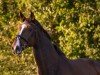 Springpferd Calimero 699 (Oldenburger Springpferd, 2007, von Champion For Pleasure)