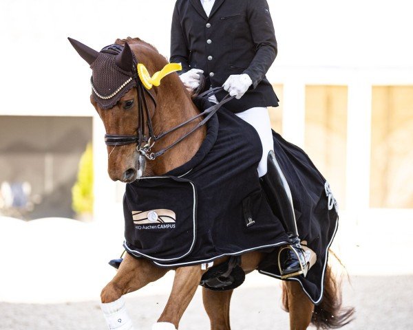 dressage horse Little P (Westphalian, 2018, from Libertad FRH)