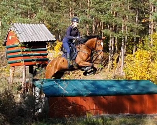 Springpferd Lucky Me H (Deutsches Sportpferd, 2013, von Laurel)