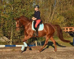 dressage horse Tamara (Bavarian,  , from Rivero II)