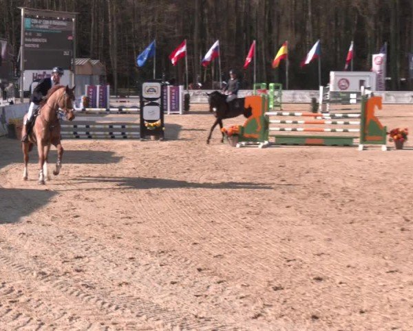 Reitturnier Ranshofen - Braunau am Inn 2025