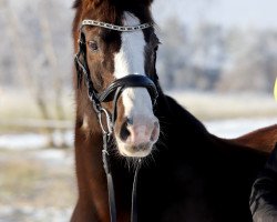 Springpferd Viktoria 78 (Welsh Pony (Sek.B), 2004, von Dublin N)