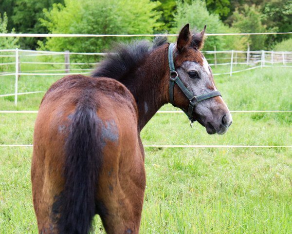 Springpferd Diplo (Hannoveraner, 2021, von Diacontinus)