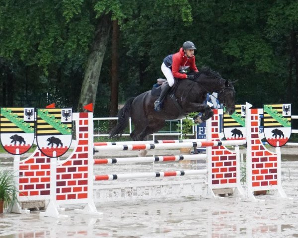 jumper Pokerface 45 (German Sport Horse, 2009, from Pasco)