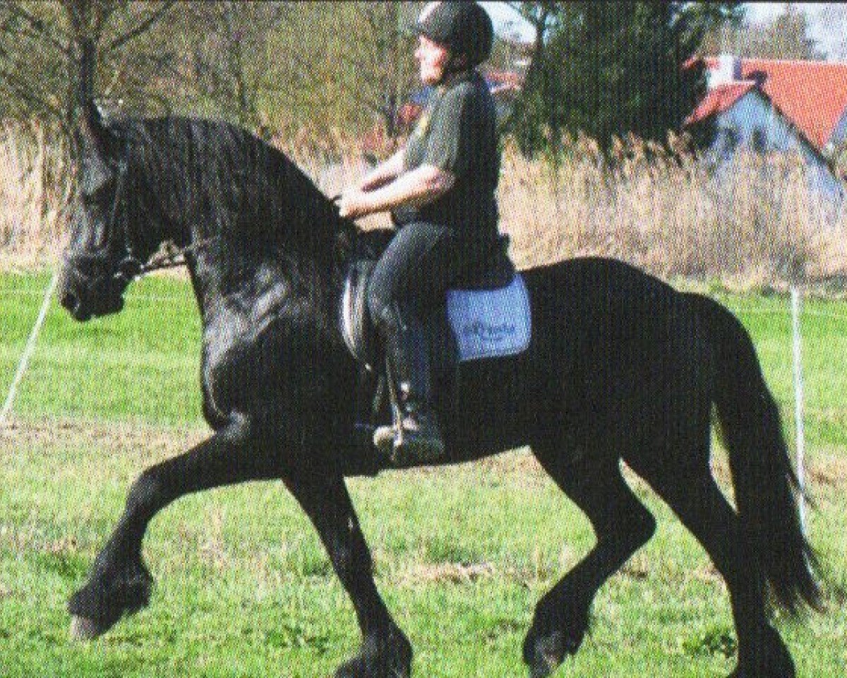 Dressurpferd Warn (Friese, 2007, von Wikke 404)