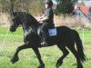 dressage horse Warn (Friese, 2007, from Wikke 404)