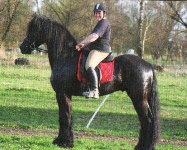 Pferd Zorro (Friese, 2007, von Onne 376)
