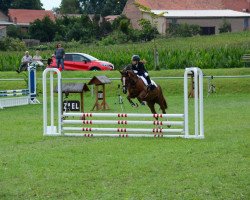 Springpferd Belladonna (Deutsches Reitpony, 2004, von Don Basilio)