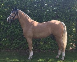 dressage horse Anjershof Harmony (KWPN (Royal Dutch Sporthorse), 2007, from Anjershof Memorie)