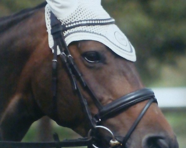 Pferd Bayou 9 (Hannoveraner, 2006, von Harmony's Baroncelli)