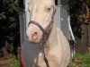 Dressurpferd Zaron (Welsh Mountain Pony (Sek.A), 1998, von Charming Dancer)