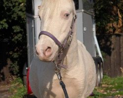 Dressurpferd Zaron (Welsh Mountain Pony (Sek.A), 1998, von Charming Dancer)