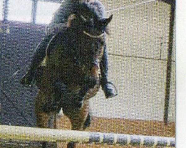 horse Topolina (KWPN (Royal Dutch Sporthorse), 2000, from Highline)